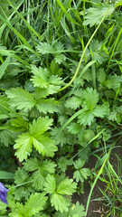 Potentilla intermedia