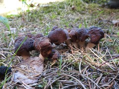 Gyromitra sphaerospora