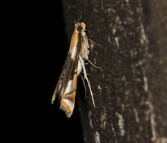 Argyractoides albibasalis