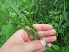 Carex grisea