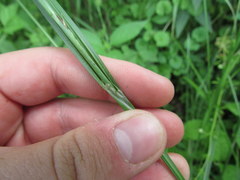 Carex grisea