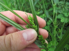 Carex grisea