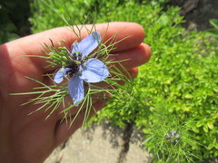 Nigella damascena