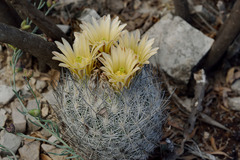 Echinomastus mariposensis