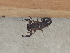 Centruroides gracilis