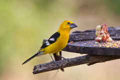 Pheucticus chrysopeplus