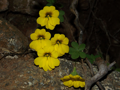 Tropaeolum brachyceras