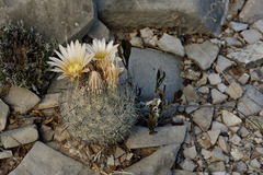 Echinomastus mariposensis