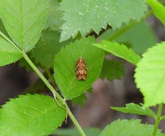 Phaecasiophora confixana