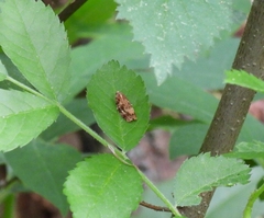 Phaecasiophora confixana