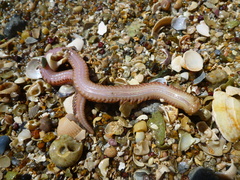 Phyllodocida