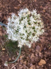 Allium cepa