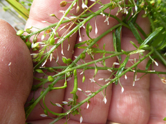 Lepidium pseudotasmanicum