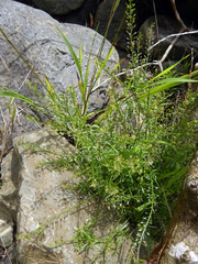Lepidium pseudotasmanicum