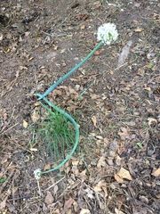 Allium cepa
