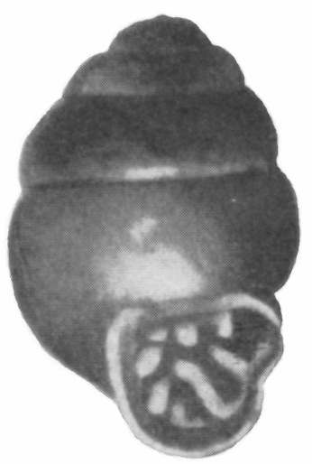 Vertigininae