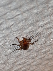 Rhagonycha fulva