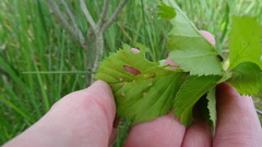 Dasineura crataegibedeguar