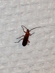 Rhagonycha fulva