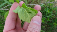 Dasineura crataegibedeguar