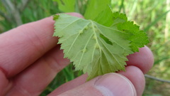 Dasineura crataegibedeguar