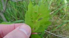 Dasineura crataegibedeguar