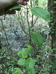 Vincetoxicum polyanthum