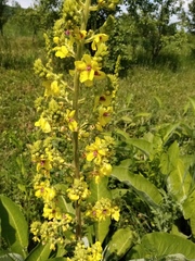 Verbascum