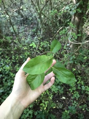 Vincetoxicum polyanthum
