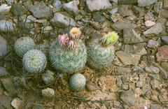 Echinomastus mariposensis