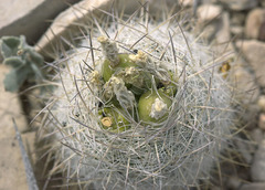 Echinomastus mariposensis