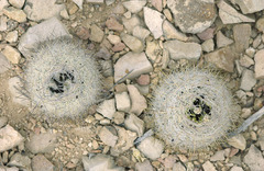 Echinomastus mariposensis