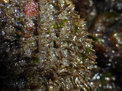 Fusitriton oregonensis