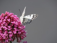 Melanargia arge