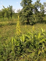 Verbascum