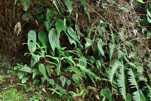 Cheiropleuria integrifolia (Cheiropleuria integrifolia)