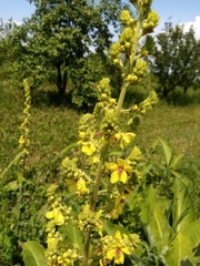Verbascum