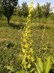 Verbascum