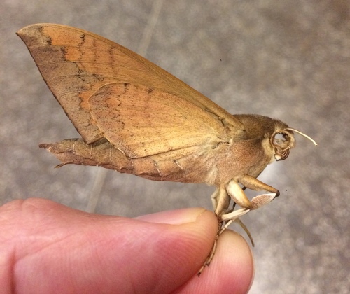 False Fig Sphinx Moth