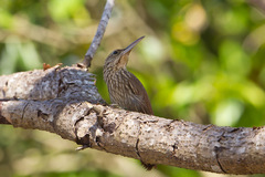 Xiphorhynchus flavigaster