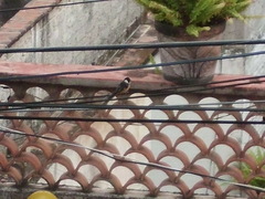 Sporophila torqueola