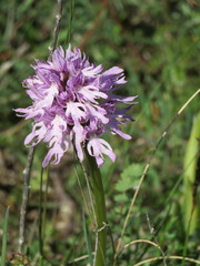 Orchis italica