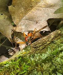 Tanyptera dorsalis