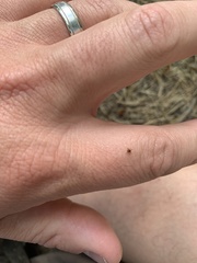 Amblyomma americanum