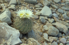 Echinomastus warnockii