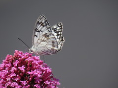 Melanargia arge