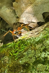 Tanyptera dorsalis