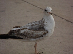 Larus delawarensis