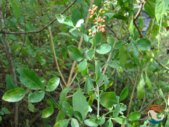 Zanthoxylum limoncello