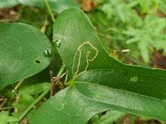 Marmara smilacisella